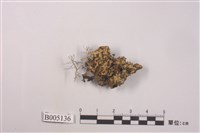 藏品(島衣屬)的圖片